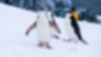 Penguins on a custom antarctica tour